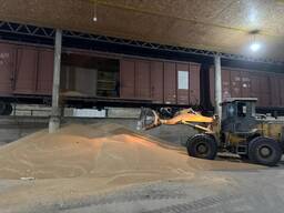 3, 4 va 5 sinf bug‘doyni eksport qilamiz O‘zbekiston