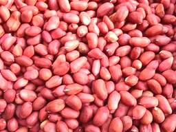 Арахис без скорлупы (Калиброван 5 )