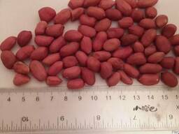 Арахис оптом, export peanuts