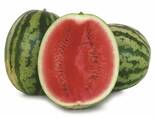 Арбуз сорт долби из Узбекистана - фото 1