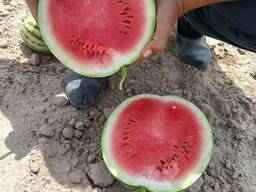 Арбуз свежая, watermelon fresh
