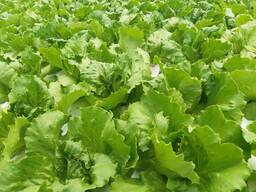 Кресс салат в Узбекистане — Сравнить цены и купить на Flagma.uz