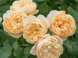 Bahor Gullari-Розы - fotosurat 1