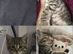 Британские котята