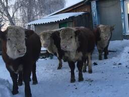 Быки КРС