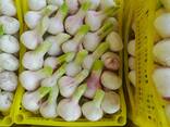 Чеснок - фото 2