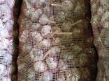 Вкусный чеснок - fotosurat 1