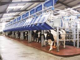 Доильный зал Dairymaster