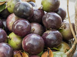Фиолетовое звездчатое яблоко из Вьетнама - fotosurat 2