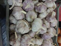 Garlic