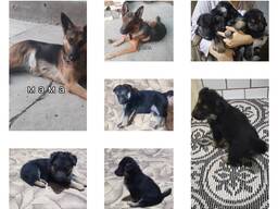 Готовы к продаже щенки немецкой овчарки