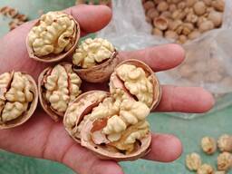Грецкие орехи в скорлупе, сорт - 185
