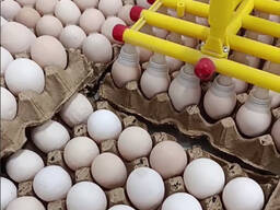 Hatching eggs( Ross-308 )