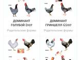 Yumurtadan chiqqan tuxum, bir kunlik Dominant - fotosurat 1