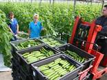 Испанская промышленная теплица «Rufepa Tecnoagro» - фото 2