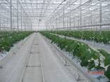 Испанская промышленная теплица «Rufepa Tecnoagro» - фото 3