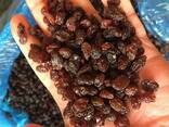 Изюм Афтоби, Aftobi Raisins, Rodzynki Aftobi, Ізюм Афтобі. - фото 1