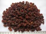 Изюм Афтоби, Aftobi Raisins, Rodzynki Aftobi, Ізюм Афтобі. - фото 2
