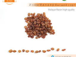Изюм Малаяр Терма