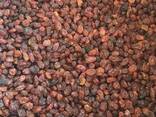 Изюм Султана Афтоби/Sultana Aftobi raisins - фото 1