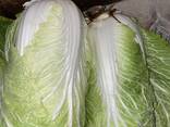 Капуста - fotosurat 1