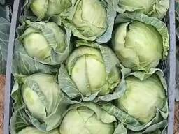 Капуста белокочанная
