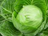 Капуста белокочанная из Узбекистана - fotosurat 2