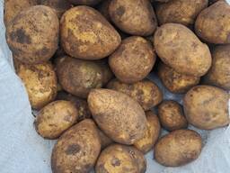 Картофель. Морковь. Павлодар