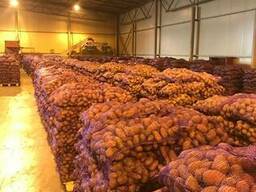 Картофель - Огромный объём - идеальное качество