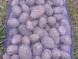 Картофель продовольственный