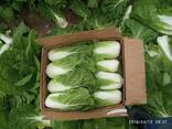 Пекинка Капуста Урожай 2021 - fotosurat 2