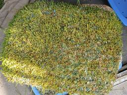 Корм для скота и птицы из под пшеницы