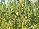 Кормовая кукуруза - фото 1
