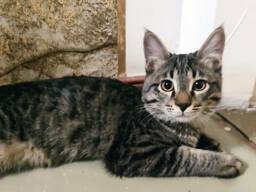 Котик ищет дом