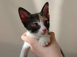 Котята бесплатно