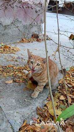 Котята даром в добрые руки