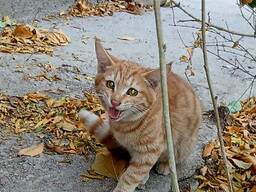 Котята даром в добрые руки