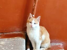 Котята даром в добрые руки