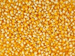 Кукуруза фуражная, пшеница, отруби пшеничные