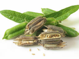 Кунжут и Маш