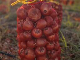 Лук