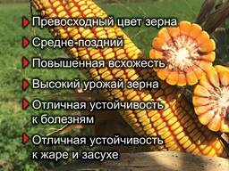 (PL-700)
