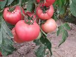 Mamston tomat urugi - photo 2