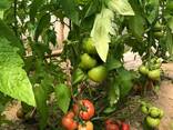 Mamston tomat urugi - photo 5