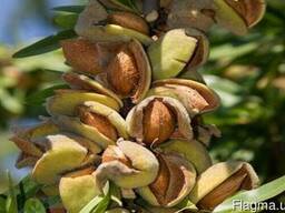 Миндаль горький неочищенный