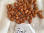 Миндаль из Абрикосовой косточки из Узбекистана