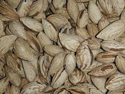 Миндаль сорт-Мягкоскорлупная