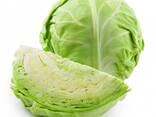 Молодая капуста из Узбекистана - fotosurat 1