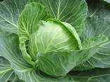 Молодая капуста из Узбекистана - fotosurat 3