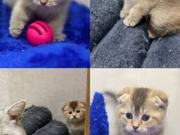 Mushukcha, Scottish fold